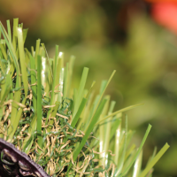 C Blade-92 C Blade-92