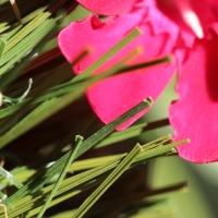 Double W-85 Double W-85