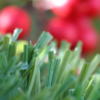 Olive-92 Stemgrass Olive-92 Stemgrass