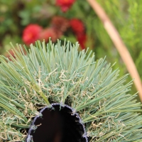 Double W Blade shape 85 oz. artificial grass Double W Blade shape 85 oz. artificial grass