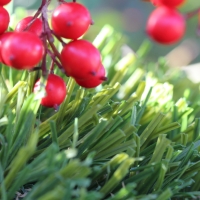 Olive Stem Shape Blade 92 ounces synthetic grass Olive Stem Shape Blade 92 ounces synthetic grass