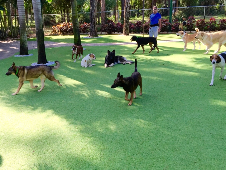 Artificial Lawn Pigeon Forge, Tennessee Dog Hospital, Grass for Dogs